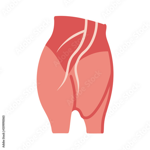  Creative Gluteus Medius Muscle Anatomy Icon