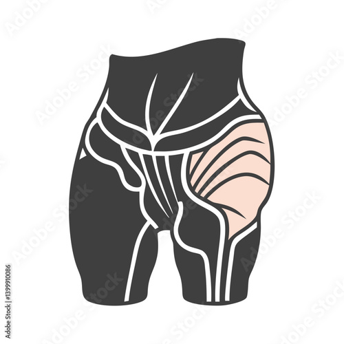  Gluteus Medius Muscle Anatomy Icon Design
