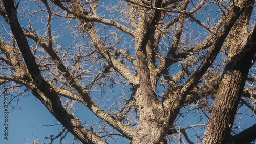 Wallpaper Mural Lichen-covered Tree Branches in Winter Torontodigital.ca