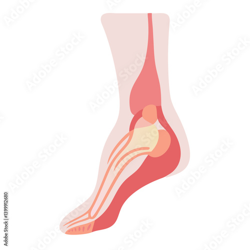  Distinct Medial Malleolus Anatomy Icon