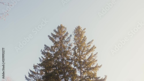 Wallpaper Mural Tall Evergreen Trees Against Clear Sky Torontodigital.ca