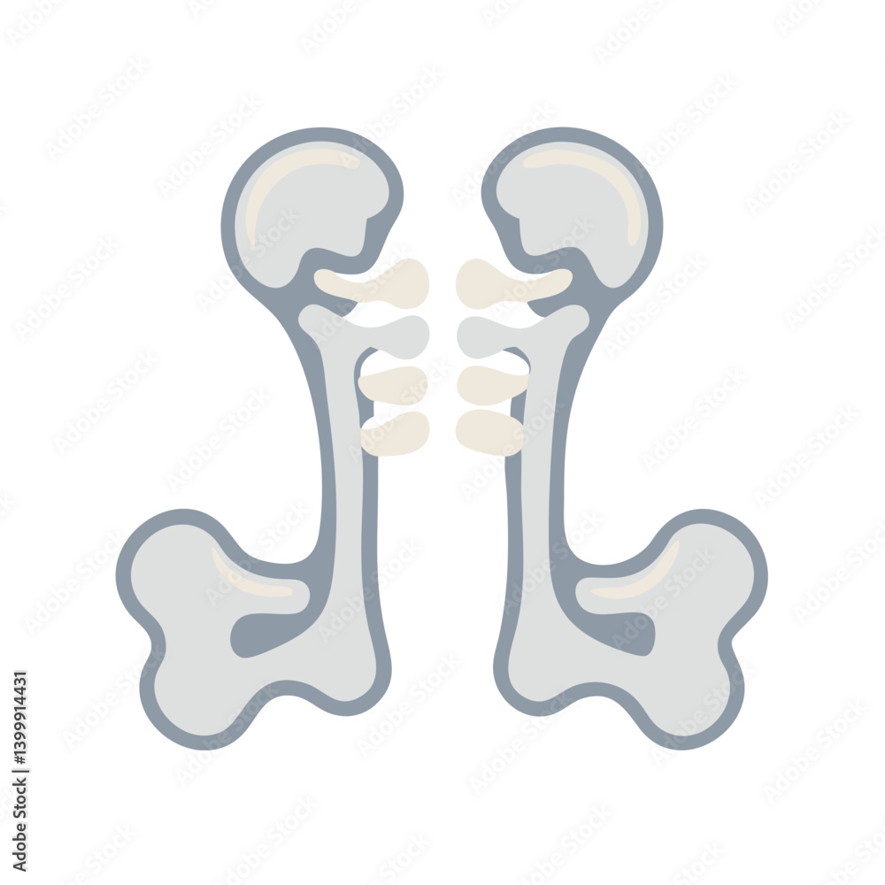 Palatine Bones Anatomy Icon Design Palatine Bones Anatomy Icon Design