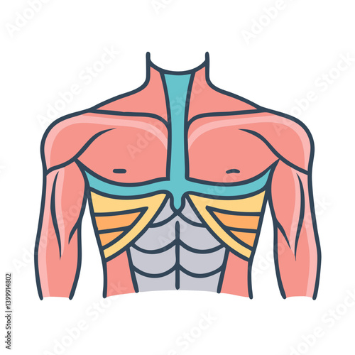  Modern Pectoralis Major Muscle Anatomy Icon