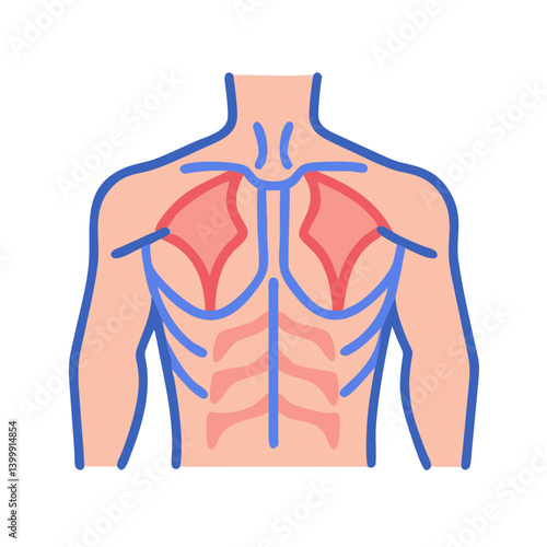 Stylish Pectoralis Major Muscle Anatomy Icon
