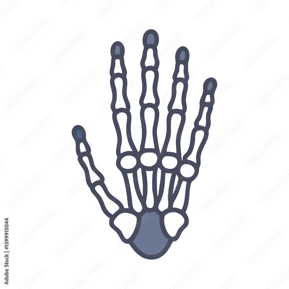 Fototapeta premium Phalanges Bone Anatomy Icon