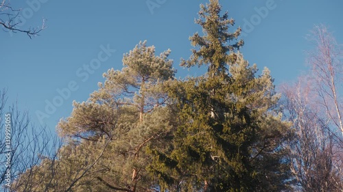 Wallpaper Mural Pine and Spruce Trees in Sunny Winter Landscape Torontodigital.ca