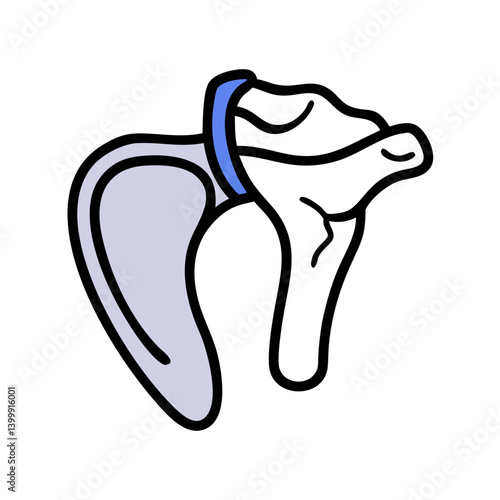  Distinct Scapula Anatomy Icon
