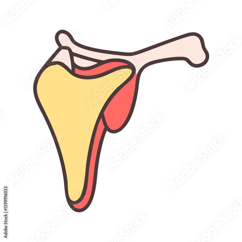  Creative Scapula Anatomy Icon