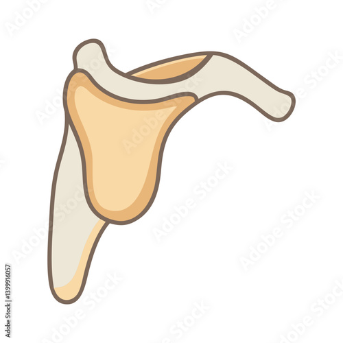  Scapula Bone Structure Anatomy Icon