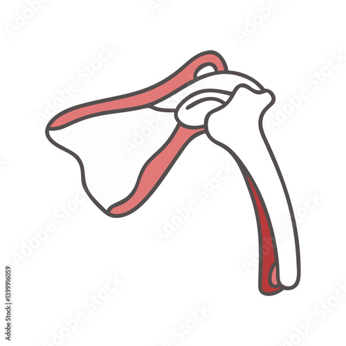  Stylish Scapula Structure Anatomy Icon