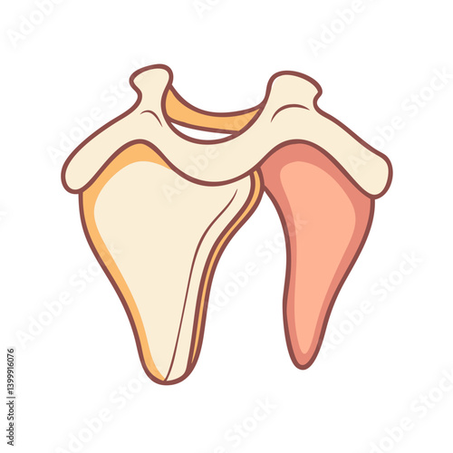  Unique Scapula Anatomy Icon