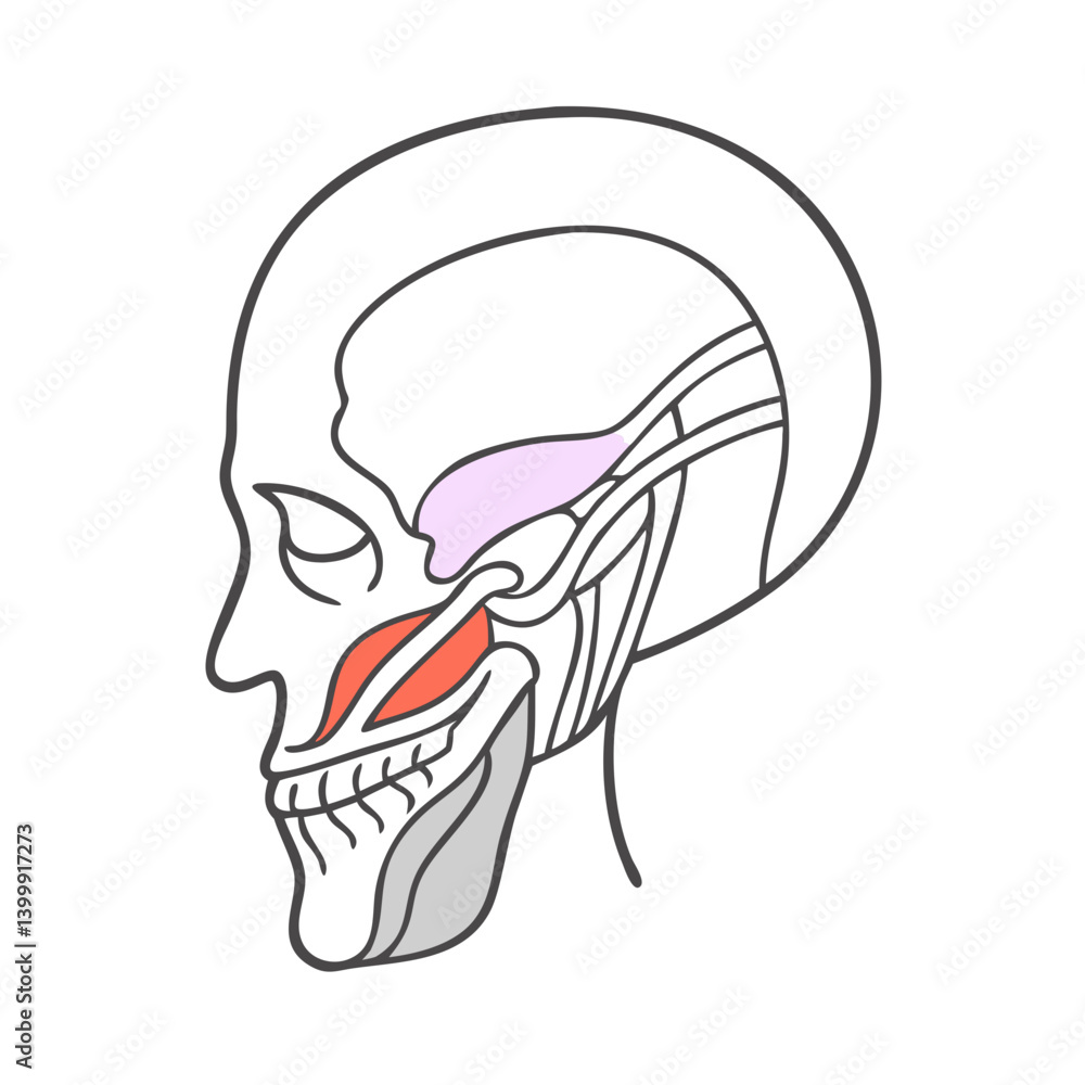 Temporalis Muscle Anatomy Icon Design Temporalis Muscle Anatomy Icon Design