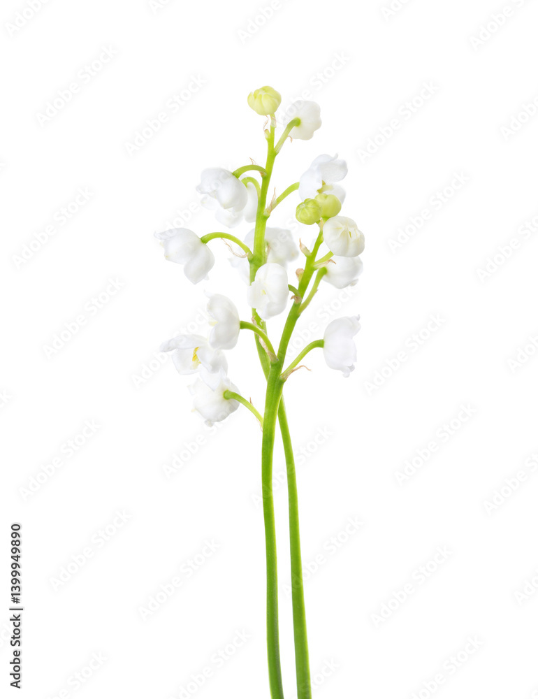 Two flowers of Lily of the Valley isolated on white background.