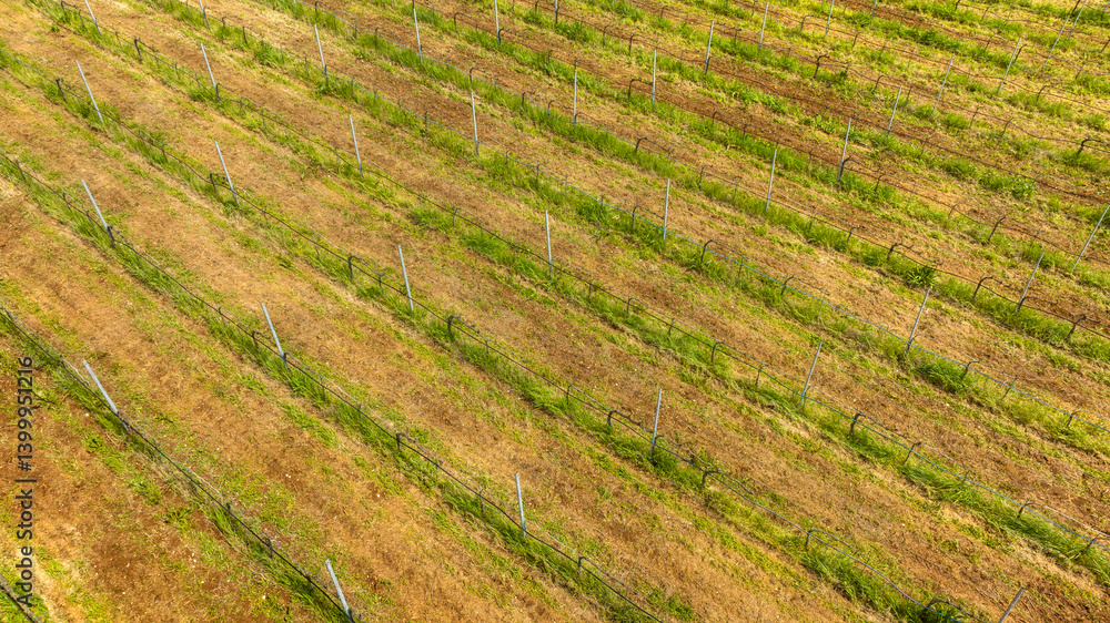 Aerial view of cultivated fields.