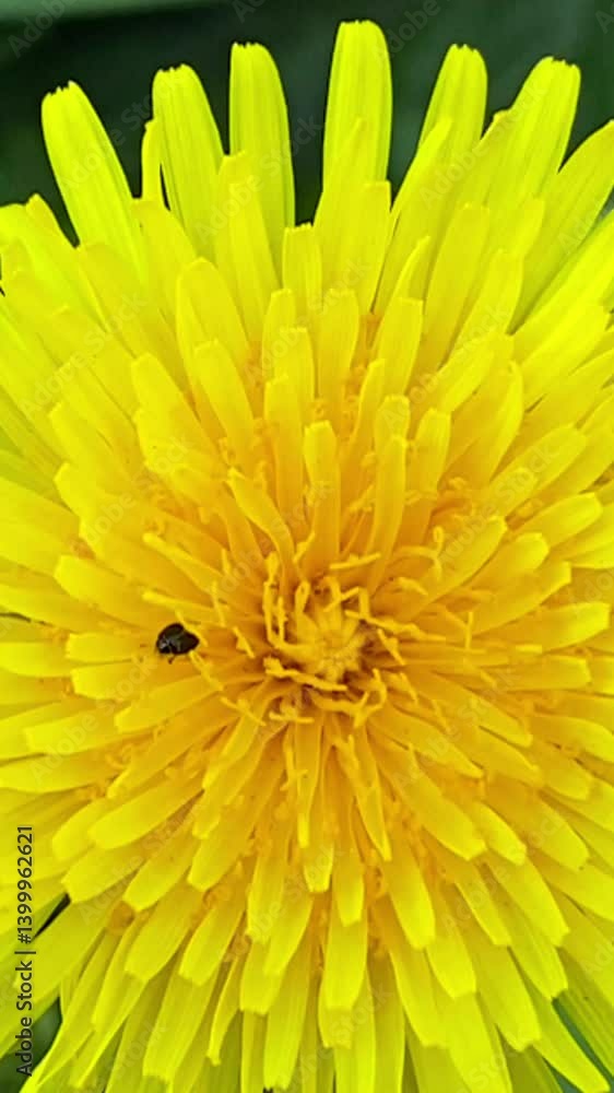 Close-up of a vibrant yellow dandelion flower surrounded by lush green leaves. The image highlights the intricate details of the dandelion with light shining on the petals Close-up of a vibrant yellow dandelion flower surrounded by lush green leaves. The image highlights the intricate details of the dandelion with light shining on the petals