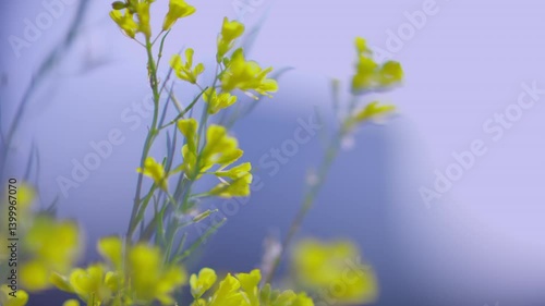 flower, grass, yellow flower, brassica, breeze, swaying, clumping, twilight