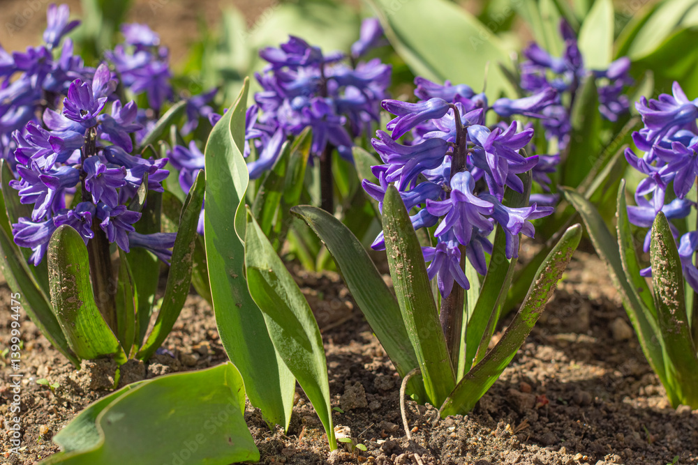 Obraz premium purple Hyacinths in the garden bed Hyacinths blooming in Gardens.