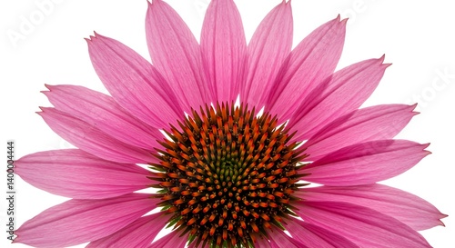 Pink Coneflower Bloom AI Generated