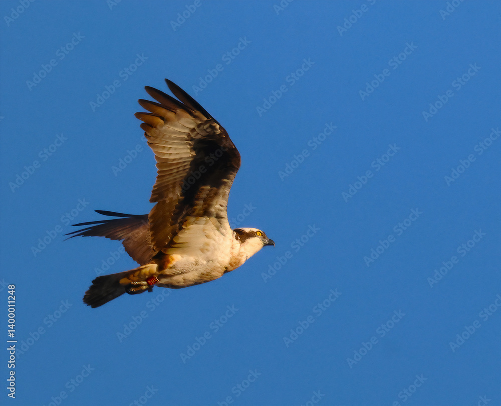 Obraz premium eagle in flight