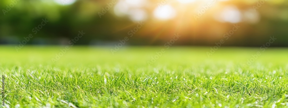 Lush green grass field, sunny day Lush green grass field, sunny day