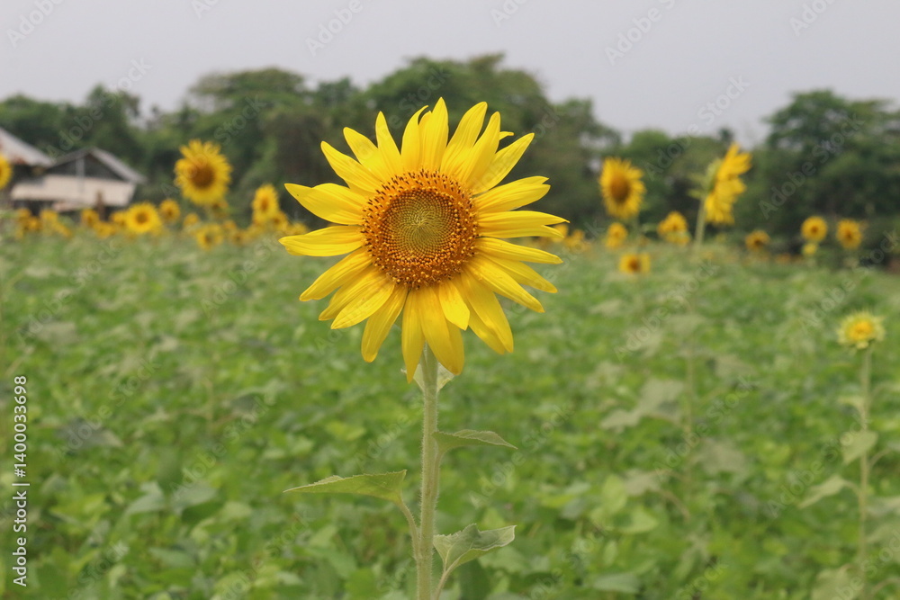 There is a sunflower flower in the front and a green garden in the backgrund There is a sunflower flower in the front and a green garden in the backgrund