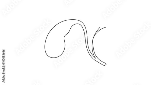 Animated outline icon. Healthcare body part collection. Gallbladders digestive inner organ symbol. Black color on white background with alpha channel. Simple reveal and disappear animation.