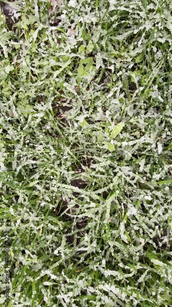 Snow on green fresh spring grass. Climate and weather Snow on green fresh spring grass. Climate and weather