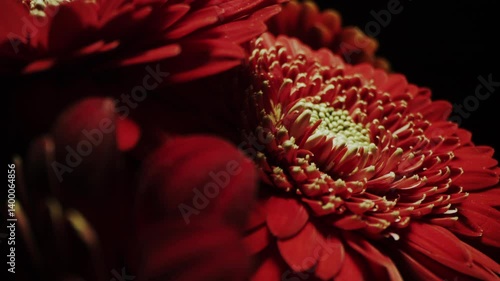 Flower,Gerbera,Petal,Close-Up,Color Lighting,Green,Black Background