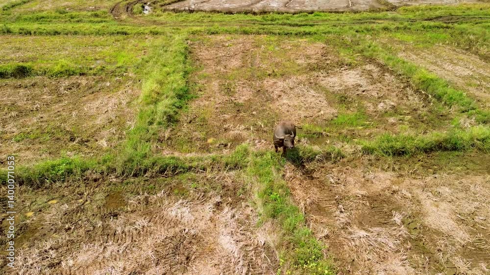 A close-up aerial look at a curious Philippine carabao gazing at the drone among the harvested rice paddies of Iwahig, near Puerto Princesa, Palawan, Philippines. A close-up aerial look at a curious Philippine carabao gazing at the drone among the harvested rice paddies of Iwahig, near Puerto Princesa, Palawan, Philippines.