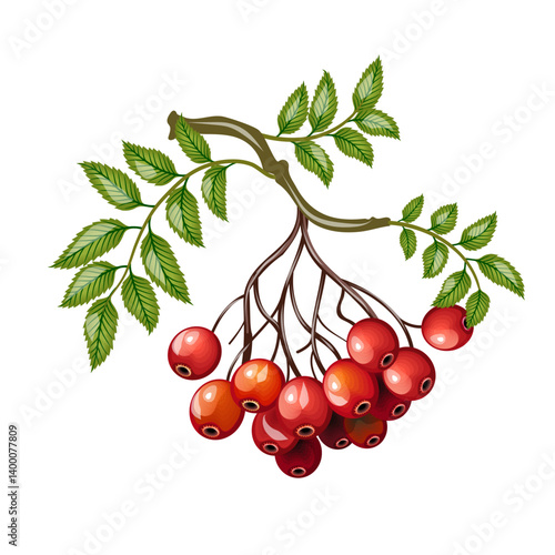 Rowan red branch with leaves