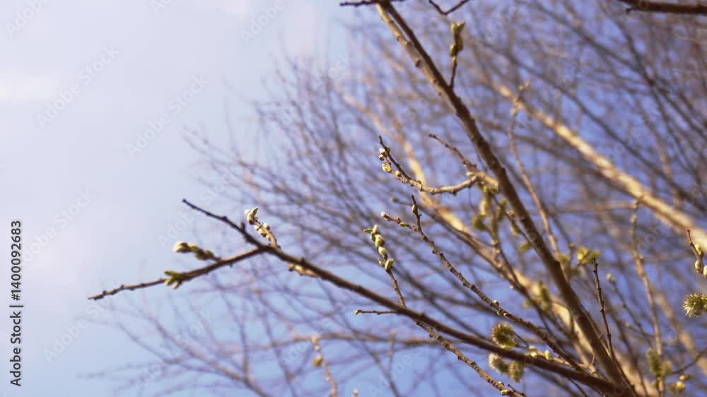 Swollen buds on tree branches in spring against the sky. Copy space for text Swollen buds on tree branches in spring against the sky. Copy space for text