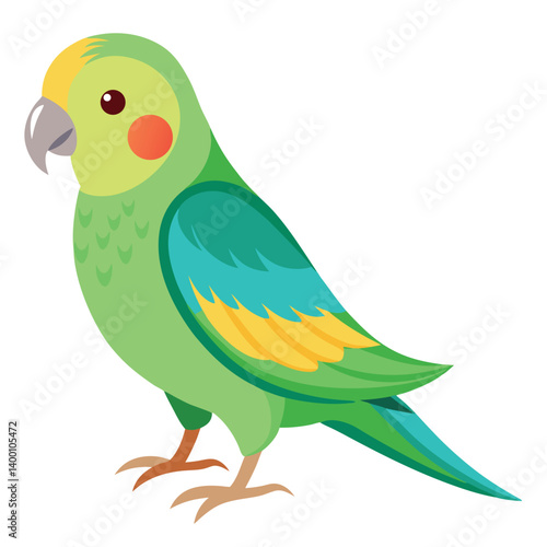Parakeet isolated on white background