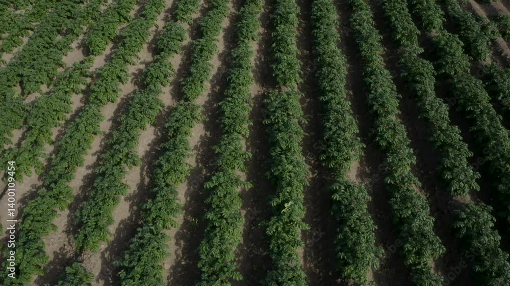 Fields of seed potatoes before harvest at sunset Fields of seed potatoes before harvest at sunset