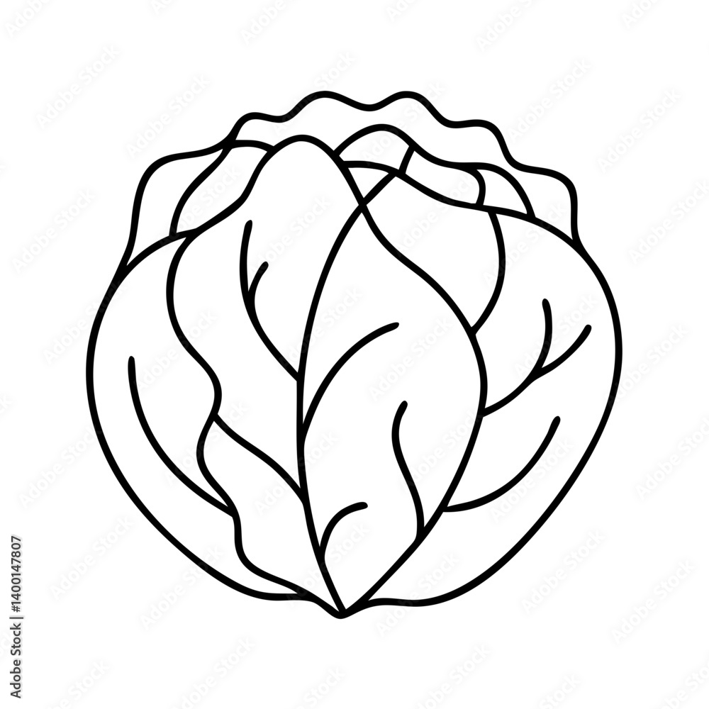 Fototapeta premium A Simple Line Drawing of a Fresh Head of Cabbage Leafy Vegetable