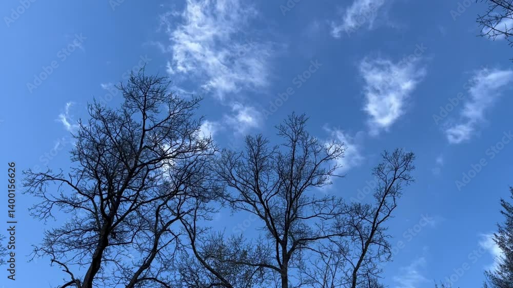 Tall Trees Silhouetted Against Clear Blue Sky On Peaceful Afternoon Tall Trees Silhouetted Against Clear Blue Sky On Peaceful Afternoon