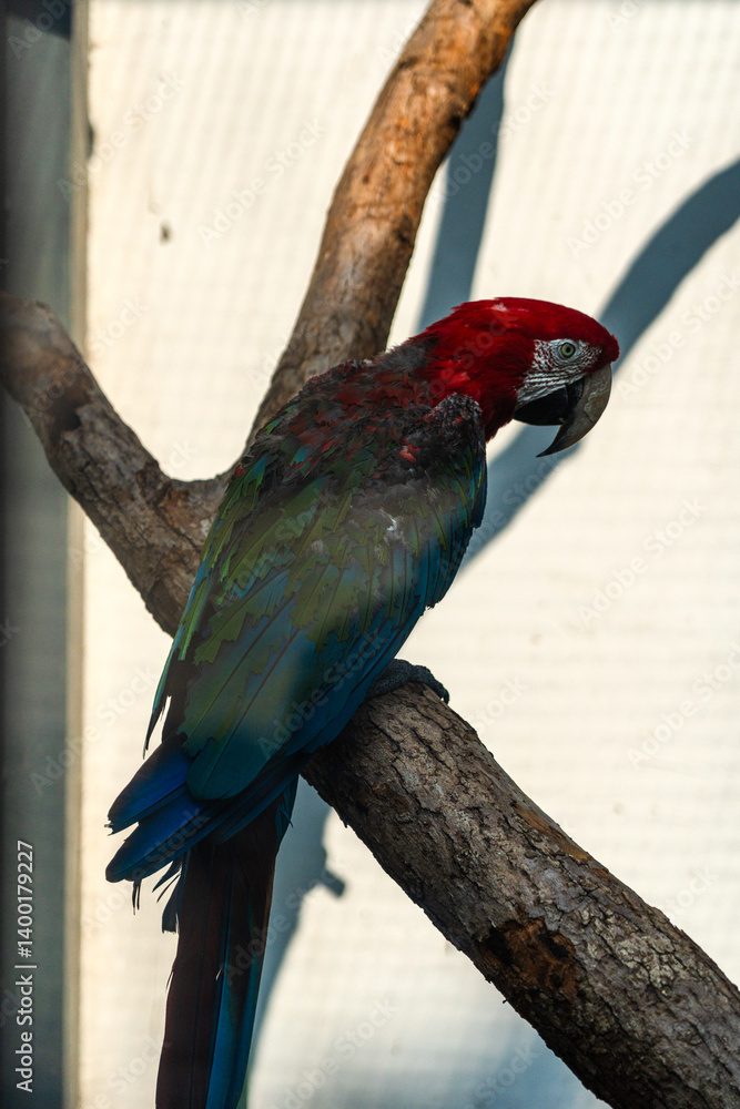 Vibrant Parrot Perched Gracefully