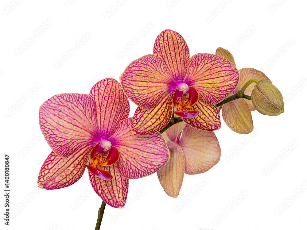 Orchid flower without background.