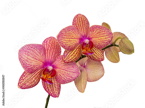 Obraz na płótnie Orchid flower without background. w salonie