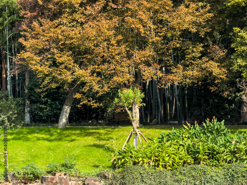 Tranquil Autumn Serenity