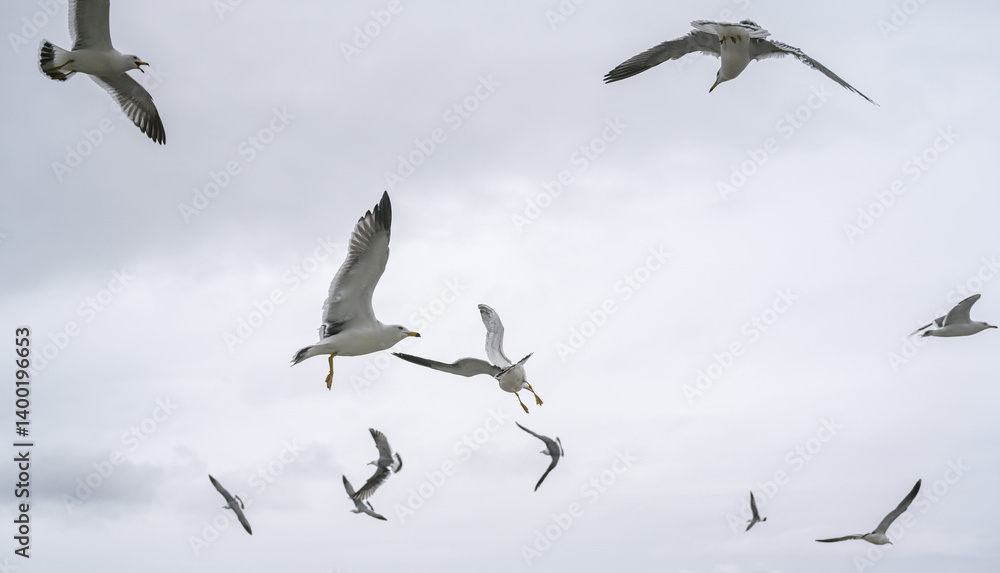 Fototapeta premium Seagulls frolic in the cloudy spring sky.