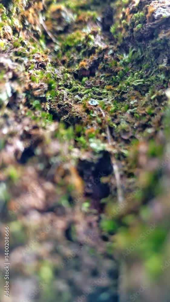 Authentic real original old aged bark tree or corals stone surface with moss and plague. Abstract details texture background. Motion video footage, life earth theme concept with copy space Authentic real original old aged bark tree or corals stone surface with moss and plague. Abstract details texture background. Motion video footage, life earth theme concept with copy space