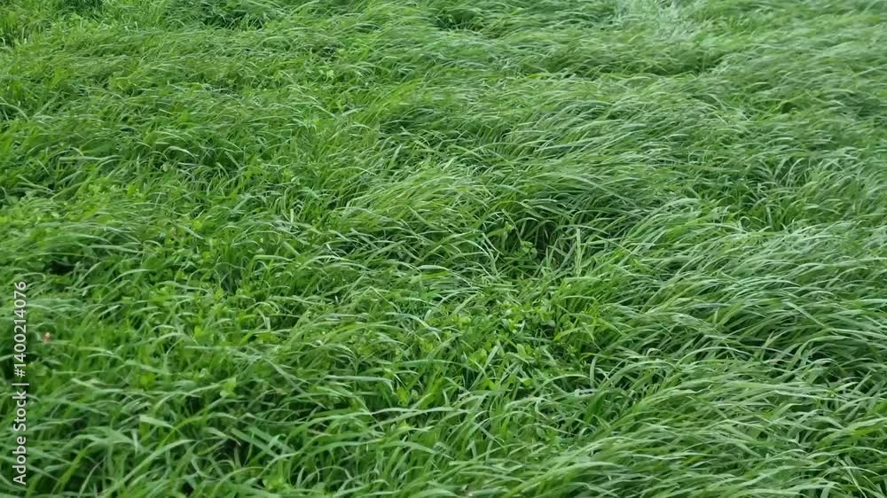 Green grass field swaying in strong wind. Close-up footage of grass movement under stormy weather. Springtime nature and windy landscape concept Green grass field swaying in strong wind. Close-up footage of grass movement under stormy weather. Springtime nature and windy landscape concept