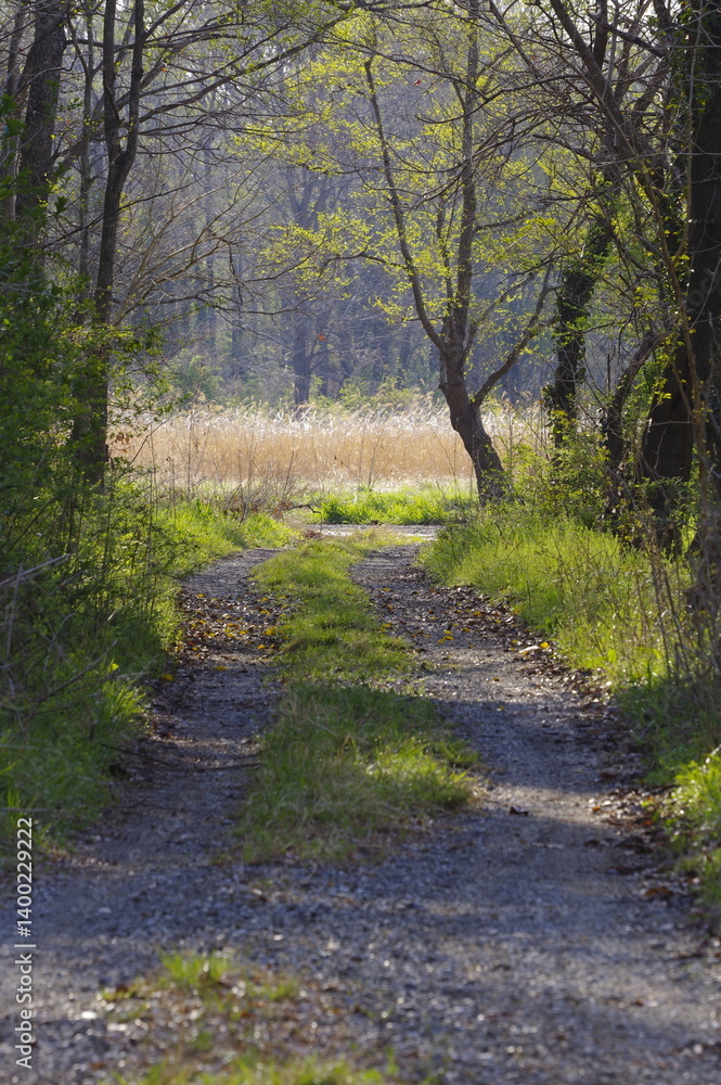 Obraz premium 朝日が差し込む春の林道