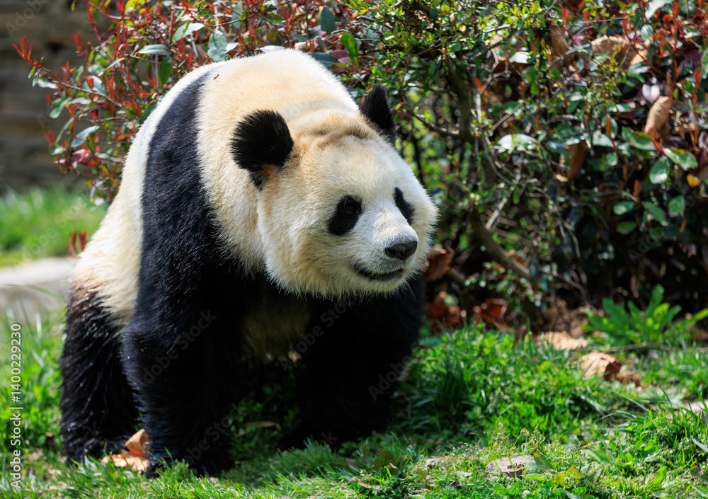 Fototapeta premium One giant panda in park