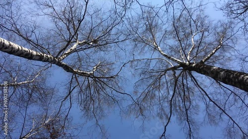 Spring forest, looking up at bare trees, bright sky background, copy space.