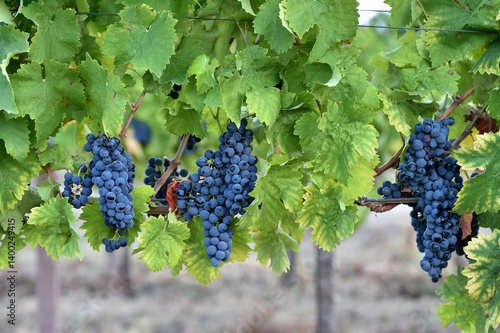 Sagrantino is a wine obtained from pure Sagrantino grapes in the Umbria area of ​​Montefalco Perugia in Italy..