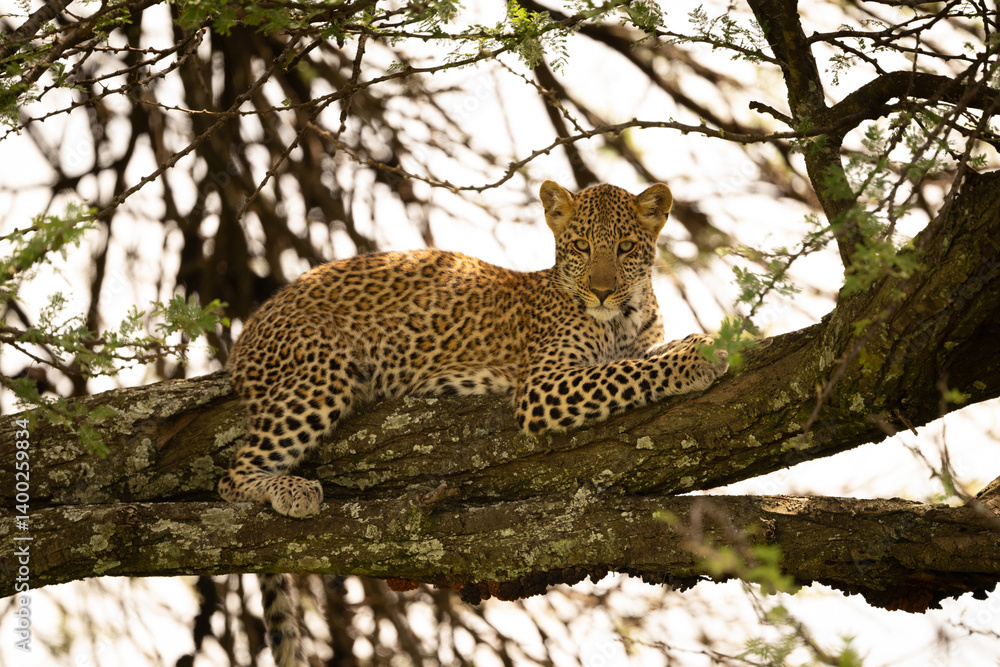 Obraz premium Leopard cub lies on branch watching camera