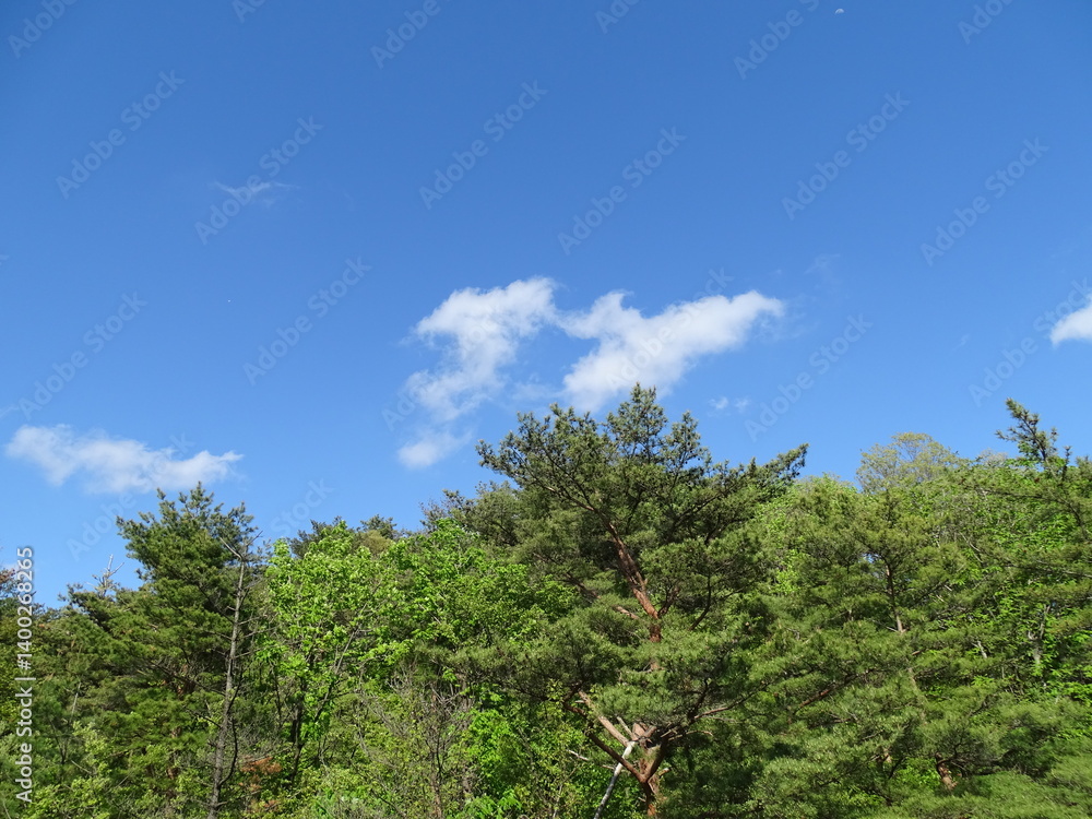 Fototapeta premium 青空と初夏の森
