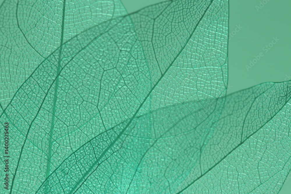 Obraz premium Beautiful skeleton leaves on light green background, macro view