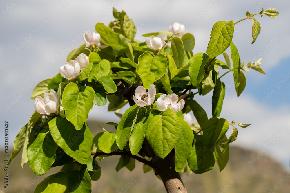Quince tree blooming in spring.